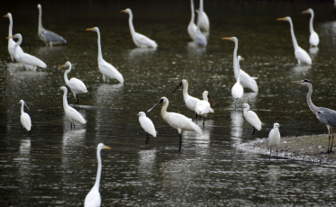 Globally threatened bird species