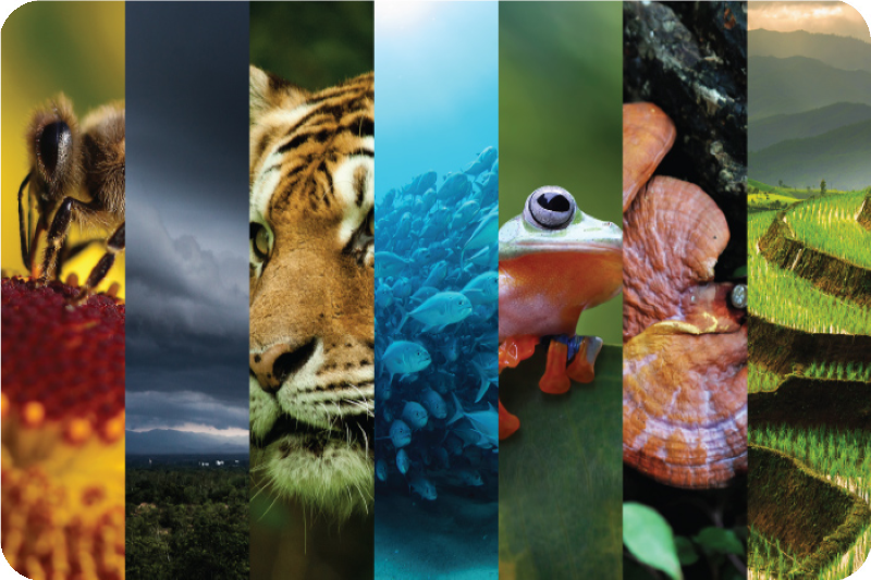 Protecting biodiversity