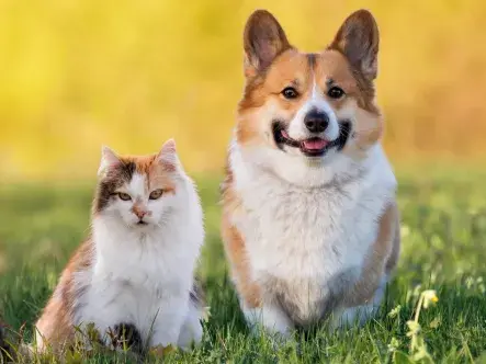 Happy Tails® Pet Insurance