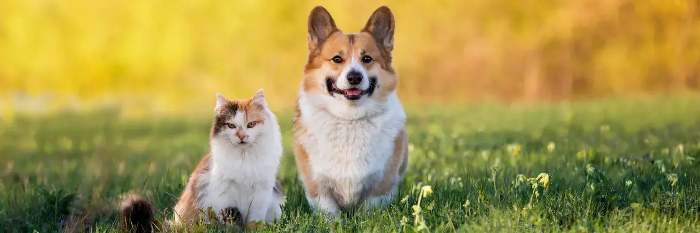 Happy Tails® Pet Insurance