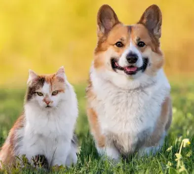 Happy Tails® Pet Insurance