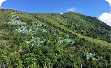 forest-conservation-hk