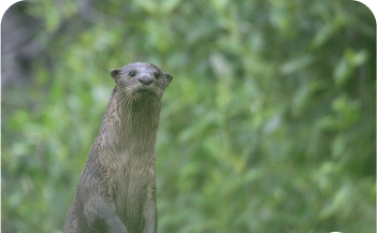 Wildlife research and mangrove conservation