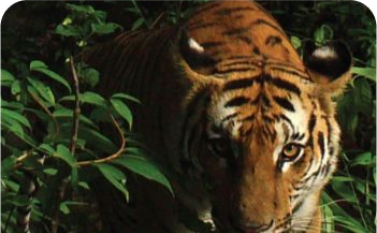 forest-conservation-th