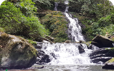 Forest conservation and wildlife protection