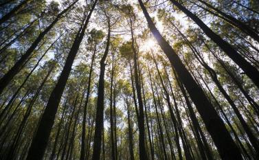 tree-saving-challenge