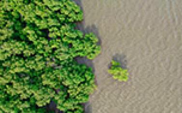 Mangrove Reforestation [Upcoming]